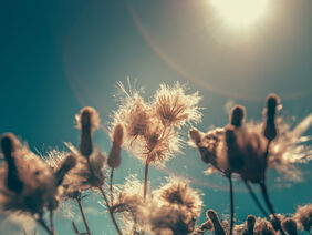 Die Sonne scheint auf ein paar Blüten.