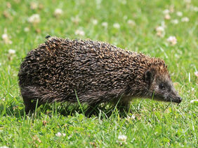 Ein Igel streift durch einen Garten.