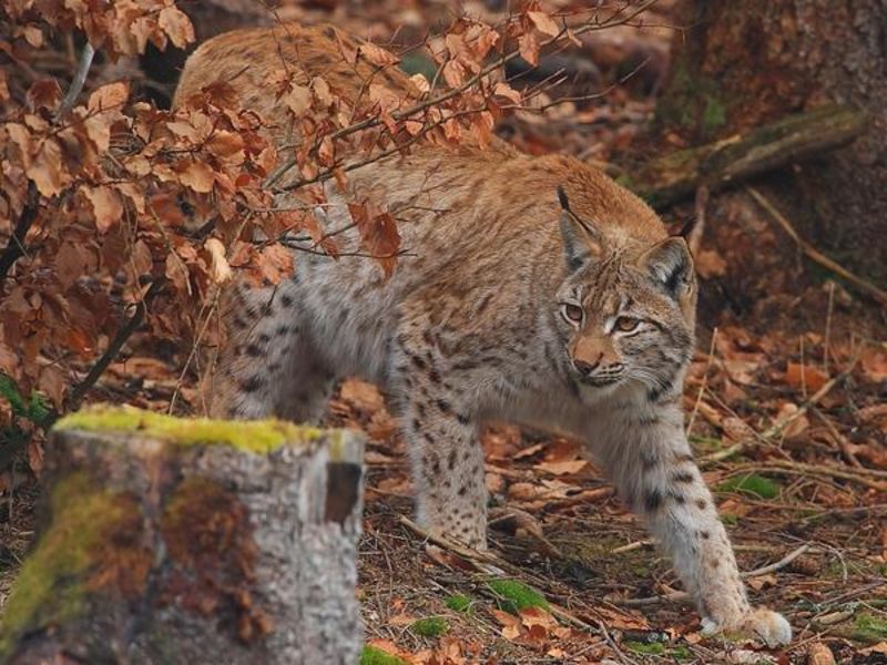 Wilde Luchse In Hessen Haben Nachwuchs Okoleo Umwelt Und Naturschutz Fur Kinder In Hessen