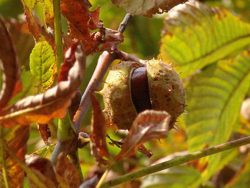 Bilderserie Welcher Baum ist das? ökoLeo Umwelt und