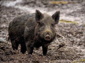 Ein Wildschwein steht im Schlamm.