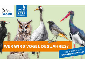 Cover der Aktion Vogel des Jahres vom NABU.