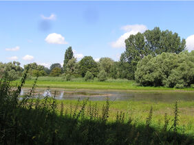 Ein Fluss mit viel Feuchtgebiet und Wald.