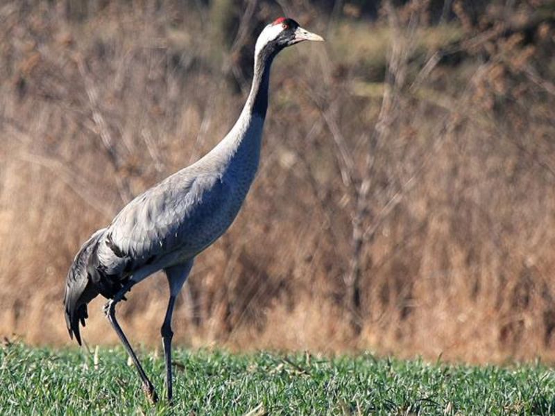 Kraniche Wer Sieht Den Glucksvogel Okoleo Umwelt Und Naturschutz Fur Kinder In Hessen