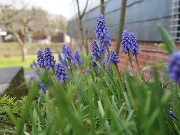 Blaue Blumen in einer grünen Wiese.