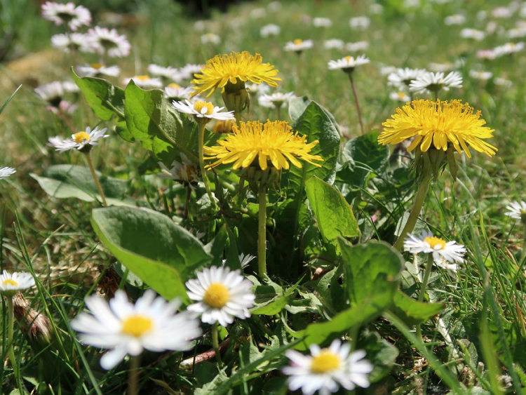 Gänseblumen und Löwenzahn auf einer Wiese.