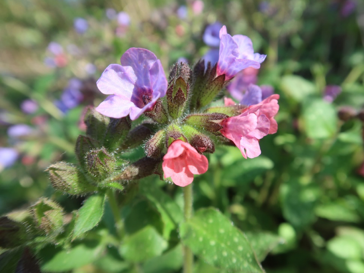 Blüten den Lungenkrauts auf einer Wiese.