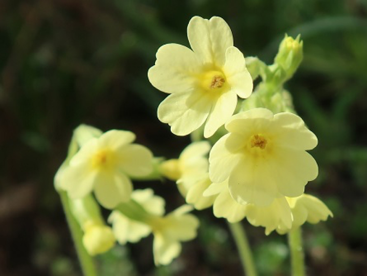 Gelbe Blüten der echten Schlüsselblume.