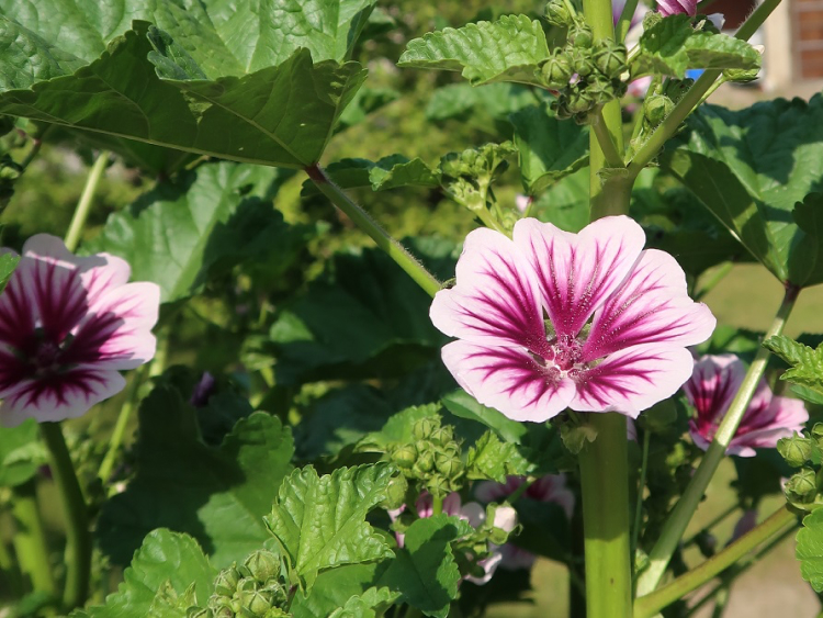 Bunte Blüte der Malve.