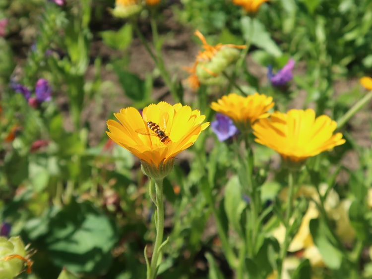 Gelbe Blumen auf einer Wiese.