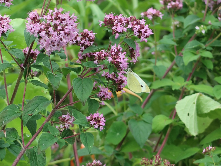 Lilafarbene Blüten des echten Dost.