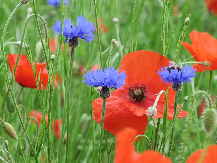 Blüten von Klatschmohn und Kornblumen auf einer Wiese.