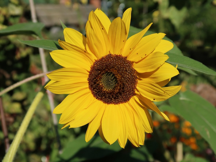 Eine blühende gelbe Sonnenblume.