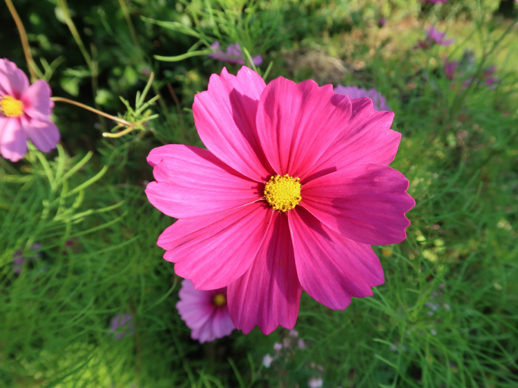 Eine pinke Blüte des Schmuckkörbchens.