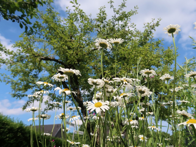 Mehrer weiße Blumen auf einer Wiese.