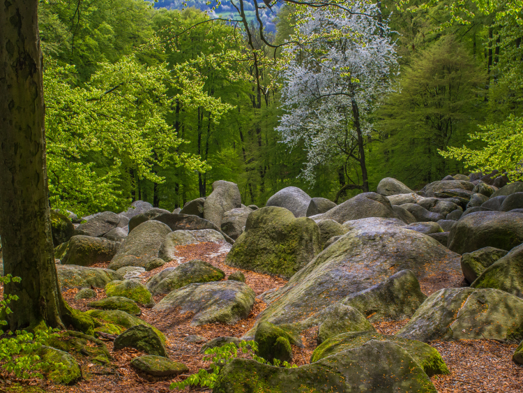 Viele Steine liegen in einem Wald.