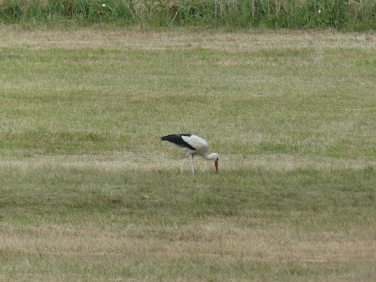 Ein Storch steht fressend auf einer grünen Wiese.