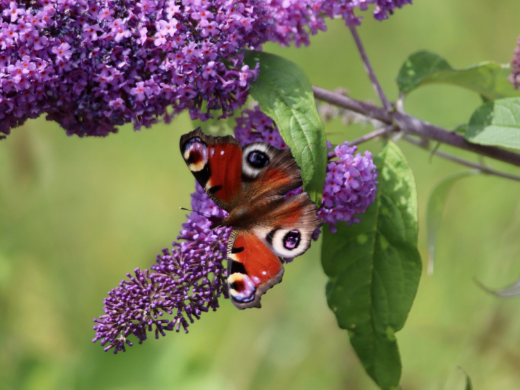 Ein Schmetterling sitzt auf einer Blüte.