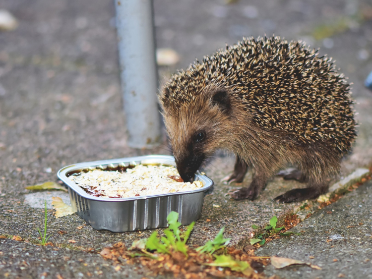 Ein Igel frisst aus einer Aluschale.