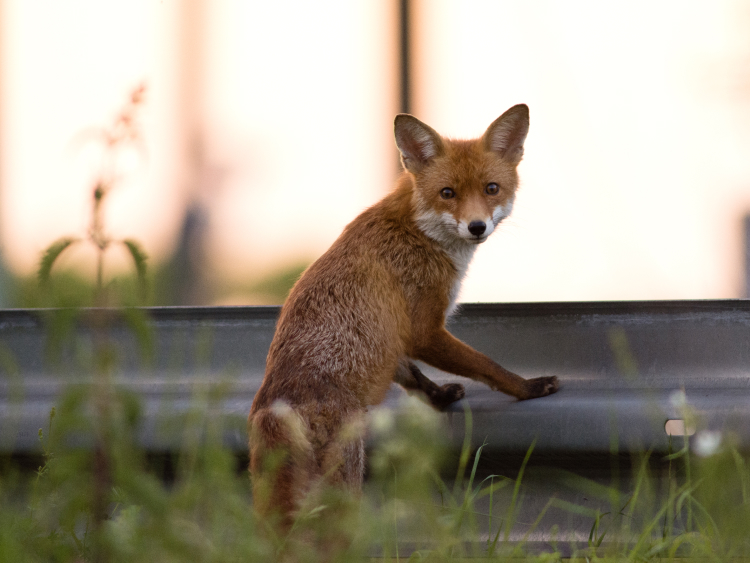 Ein Fuchs steht an einer Leitplanke.