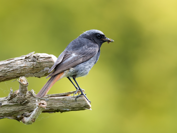 Ein kleiner Vogel sitzt auf einem Ast.