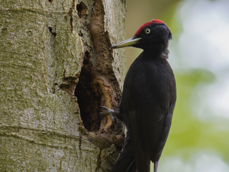 Ein schwarzer Vogel mit rotem Kopf sitzt an einem Baumstamm.