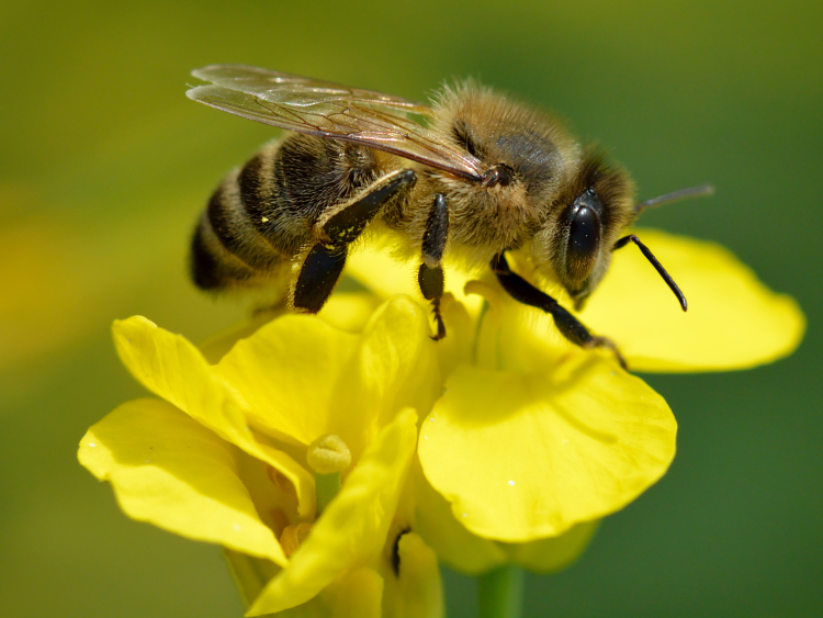 Eine Biene sitzt auf einer gelben Blüte.