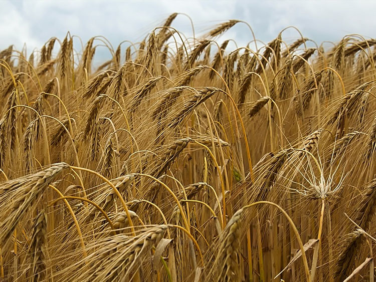 Fotoserie: So erkennst du die Getreidesorten auf dem Feld - ökoLeo