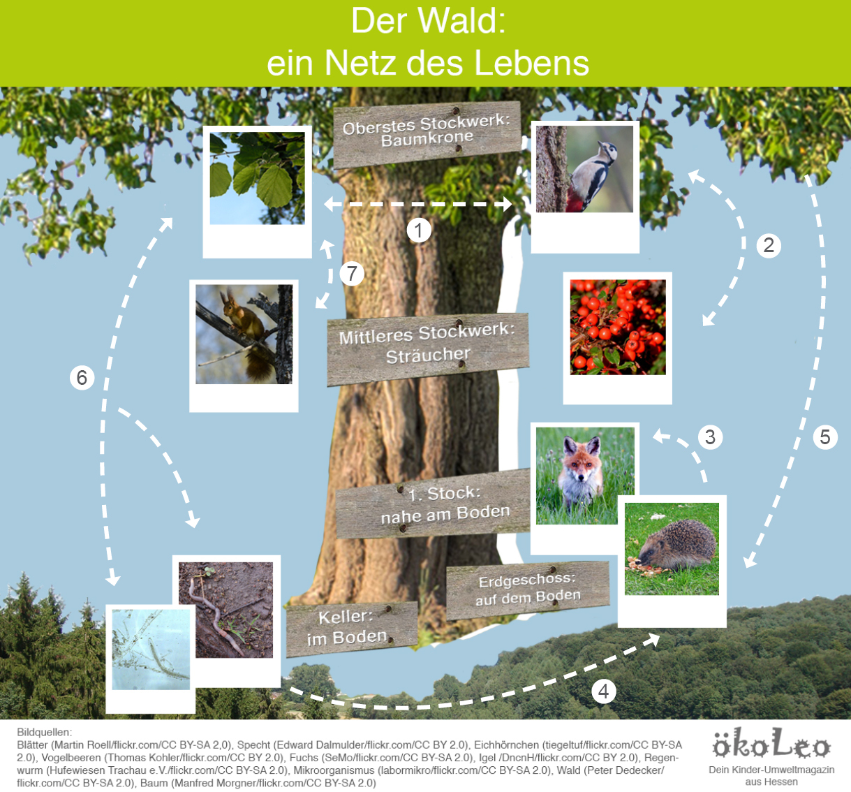 Das Netz des Lebens im Wald - ökoLeo Umwelt- und ...